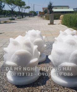 Hoa sen đá đế tròn