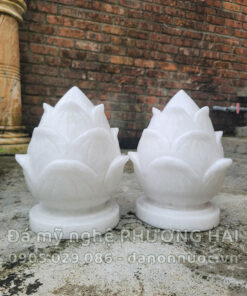 Hoa sen đá trắng